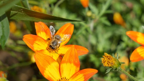 蜜蜂吃花的花蜜 · 免费素材视频