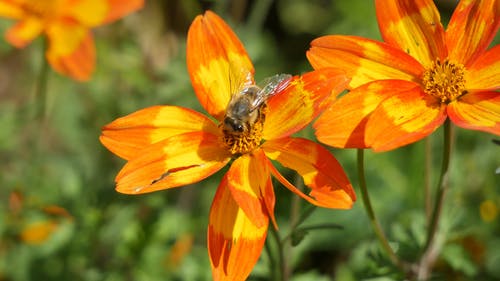 蜜蜂在一朵花 · 免费素材视频
