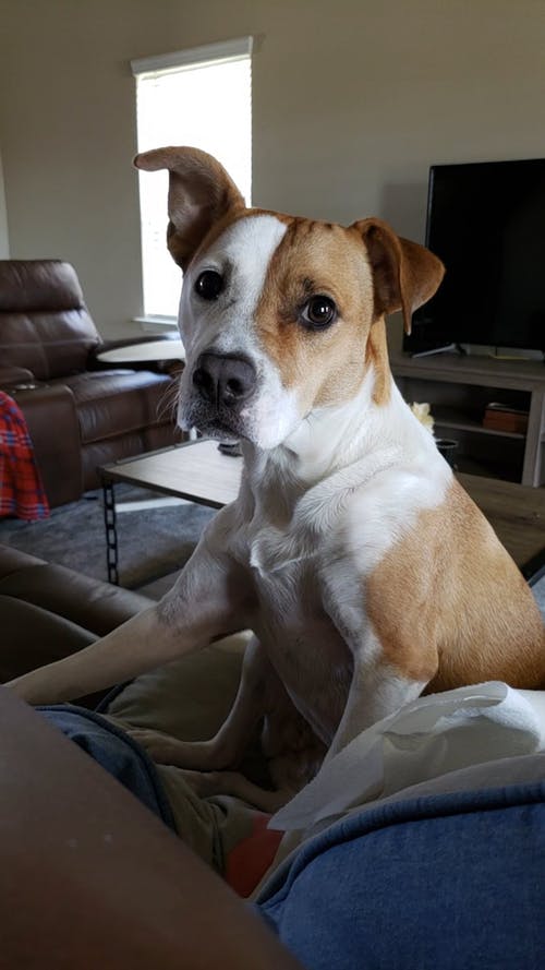 沙发上的爱犬 · 免费素材视频