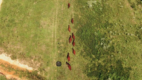 动物在草原上行走的鸟瞰图 · 免费素材视频