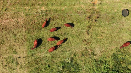 从上面放牧在农田上的牛的镜头 · 免费素材视频