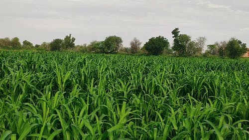 甘蔗田 · 免费素材视频