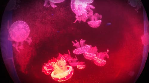 水母在水族馆里以圆周运动游泳 · 免费素材视频