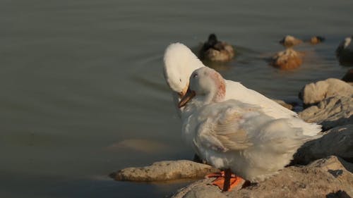 野鸭在池塘边的岩石上休息时修饰羽毛 · 免费素材视频