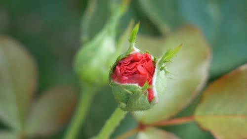 玫瑰花蕾的特写视图 · 免费素材视频
