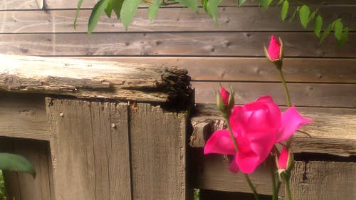 除木栅栏外的一朵玫瑰花 · 免费素材视频