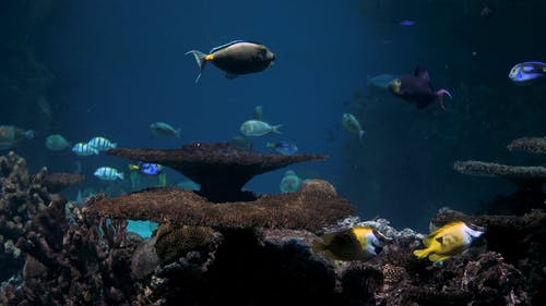 在水族馆展出的另一种海洋生物 · 免费素材视频