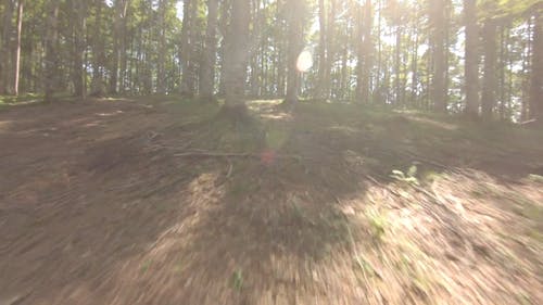 穿越树林 · 免费素材视频