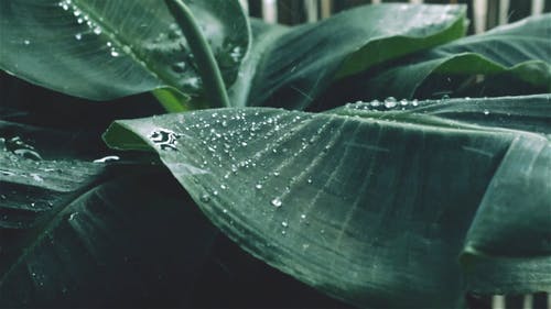 在植物的叶子上的水滴 · 免费素材视频