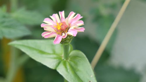 盛开的粉红色雏菊的特写镜头 · 免费素材视频