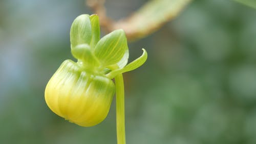 植物的芽 · 免费素材视频