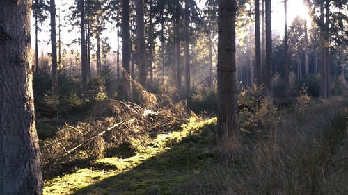 阳光穿过林木 · 免费素材视频