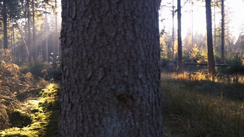 森林里的阳光 · 免费素材视频