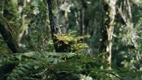 紧贴在森林中的树枝的植物 · 免费素材视频