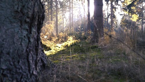 躺在森林地面上的连根拔起的树木 · 免费素材视频