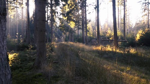 阳光穿过树林的树林 · 免费素材视频