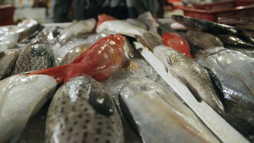 在潮湿的市场上出售鱼产品 · 免费素材视频