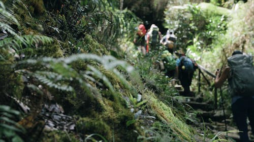 徒步旅行者在丛林森林里的徒步冒险 · 免费素材视频