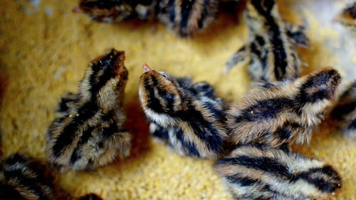 喂养新孵出的小鸡作为家禽 · 免费素材视频