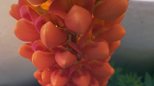 茎中的橙色花簇 · 免费素材视频