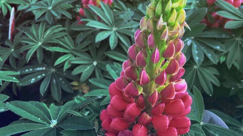 多年生花卉植物 · 免费素材视频