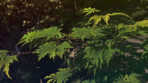 在花园里种不同的植物 · 免费素材视频