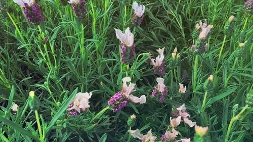 养花场 · 免费素材视频