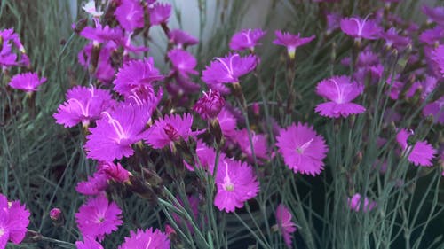 长茎花木 · 免费素材视频