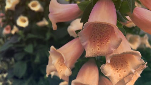 盛开的粉红色钟形花簇的宏 · 免费素材视频