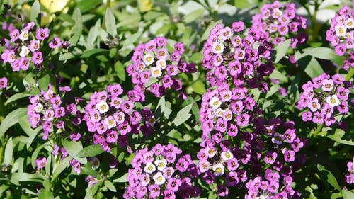 束鲜花盛开 · 免费素材视频