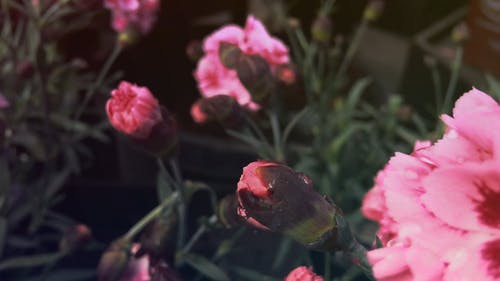 花卉栽培业务 · 免费素材视频