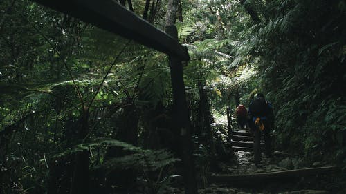 一群人徒步森林 · 免费素材视频