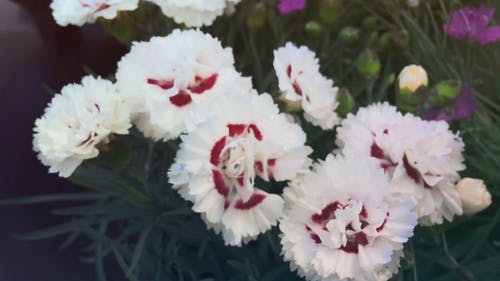 含花植物的花卉栽培 · 免费素材视频