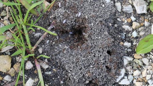 建在地面上的蚁群 · 免费素材视频