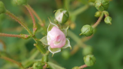 玫瑰花蕾的镜头模糊 · 免费素材视频