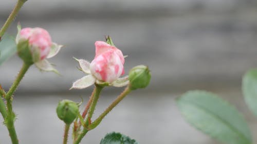 粉红玫瑰即将绽放 · 免费素材视频