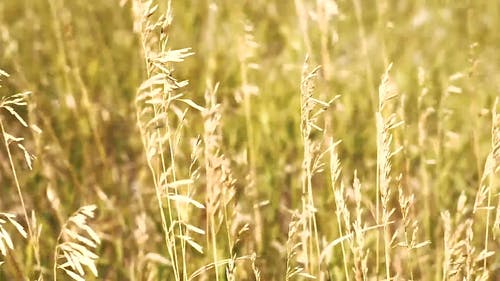 夏季小麦种植 · 免费素材视频