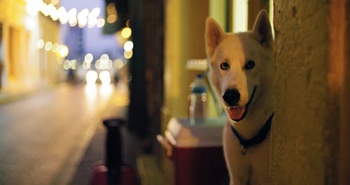 一只白狗在警卫队张开嘴的慢动作镜头 · 免费素材视频