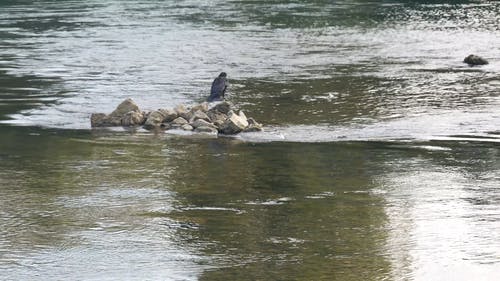 在河中间的岩石上的鸟 · 免费素材视频