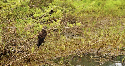 一只鸟栖息在沼泽树的茎上 · 免费素材视频