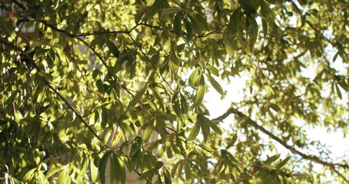阳光穿过树上的叶子 · 免费素材视频