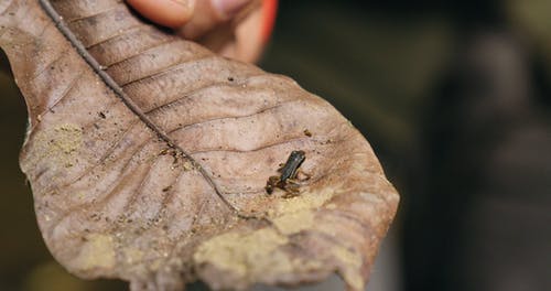 干叶上的小青蛙 · 免费素材视频