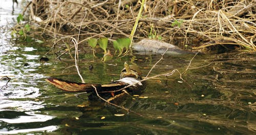 乌龟搁在一棵倒下的树枝上 · 免费素材视频