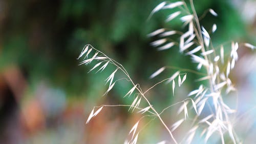 野生植物的干茎 · 免费素材视频