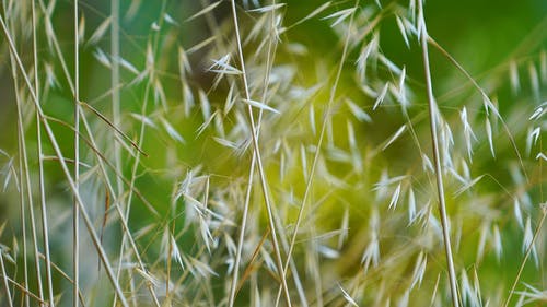 叶子在植物茎上 · 免费素材视频