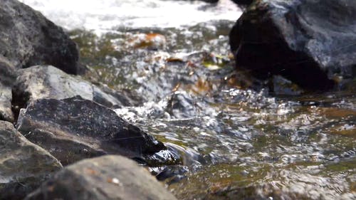 河水在岩石上流 · 免费素材视频