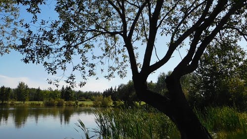 草和树木包围的湖的景色 · 免费素材视频