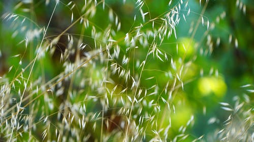 草茎随风飞舞 · 免费素材视频