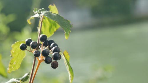 果树在风中摇曳 · 免费素材视频