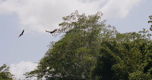 两只鹰飞翔在天空 · 免费素材视频